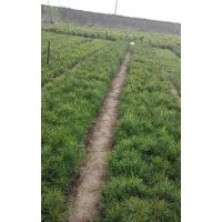 白皮松價格，白皮松基地