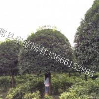 精品低價(jià)高分支桂花