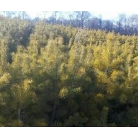 供應2-3米 樟子松