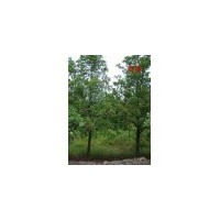 供應(yīng)杜英 南京杜英 杜英批發(fā)價格 杜英價格