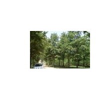 供應(yīng)銀杏 南京銀杏 銀杏批發(fā)價格 銀杏價格