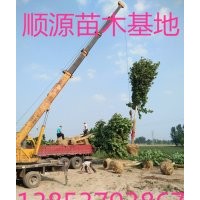 12公分法桐價(jià)格10公分法桐樹(shù)葉圖片