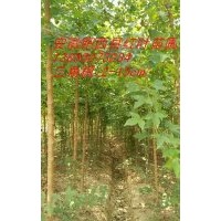 三角楓，土石楠（獨(dú)本/叢生）紫薇，曰本櫻花