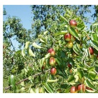 棗樹苗 棗樹苗規(guī)格 棗樹苗基地棗樹苗價格苗木