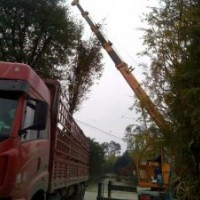 四川崇德園林水杉基地 精品水杉 低價出售