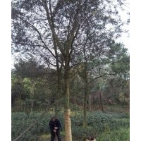 四川崇德園林金合歡基地 精品合歡 買金合歡到崇德園林