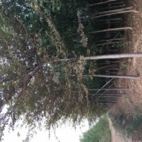 供應(yīng)行道樹