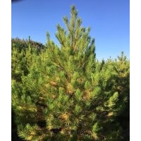 油松：3米，大量處理