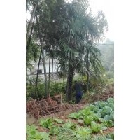 湖南綠化苗木棕櫚棕骨棕衣樹