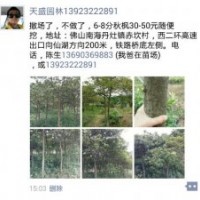 撤場(chǎng)秋楓6-8分地苗 30-50元隨便挖 ，地點(diǎn)佛山南海