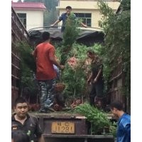 供應(yīng)4-6公分紅豆杉