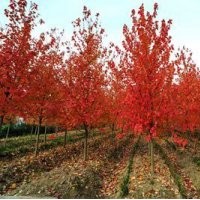 供應(yīng)1-3公分美國(guó)紅楓