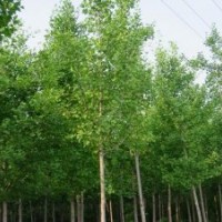 大量批發(fā)不同規(guī)格銀杏