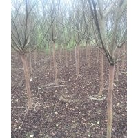 供應(yīng)紫薇6,10,15