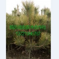 1米黑松苗供應基地