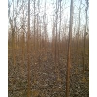 長(zhǎng)期供應(yīng)楸樹