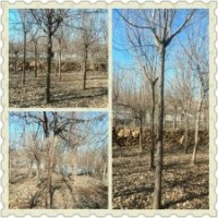 供流蘇，國(guó)槐，銀杏，紅白玉蘭