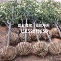 2公分西府海棠價格3公分4公分西府海棠價格