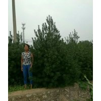 長期出售、供應(yīng)白皮松