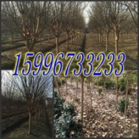 4公分紫薇價(jià)格，5公分紫薇價(jià)格