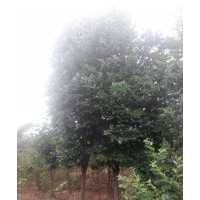 大量出售玉蘭3-15公分