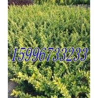 沭陽(yáng)30公分金葉女貞價(jià)格，40公分金葉女貞價(jià)格