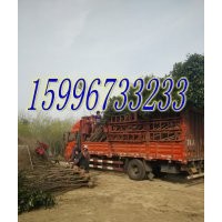 江蘇4公分-5公分大葉女貞價(jià)格報(bào)價(jià)