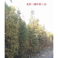 自家水杉落羽杉