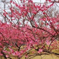 批發(fā)供應(yīng)紅梅和骨里紅梅，規(guī)格齊全、價格低