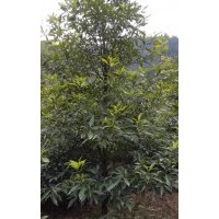 楨楠(金絲楠木)