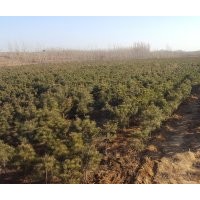 低價處理 油松 油松 油松