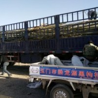 供應(yīng)新疆楊￥求購新疆楊￥新疆楊基地￥河北楊、青楊、毛白楊