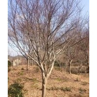 供應(yīng)，紅楓，垂絲海棠，白玉蘭，廣玉蘭，紫薇