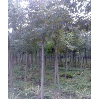 博野縣豐林苗圃場大量出售美國秋紫蠟