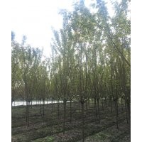 廠家直銷精品櫻花