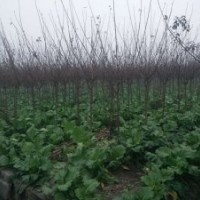 成都紅梅基地紅梅價(jià)格低處理