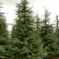 2米雪松價格在南京多少錢一顆？