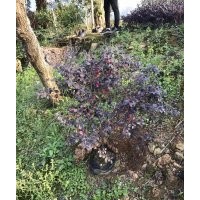 低價供應紅繼木毛球高40-60cm冠30-60cm袋苗