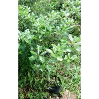 低價(jià)供應(yīng)海桐球和毛球40-100cm袋苗