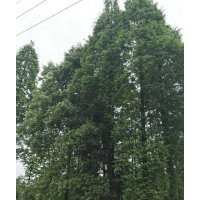 成都水杉基地水杉廠家直銷歡迎咨詢崇德園林