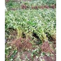 連翹苗藥用連翹苗甘肅連翹苗山西連翹苗多頭連翹苗