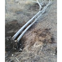 出售新疆楊3-20公分