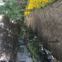 供應(yīng)：紅楓