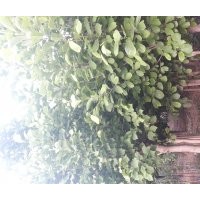 大量出售玉蘭，電話15966192988質(zhì)量一級(jí)