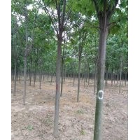 供應10公分楸樹