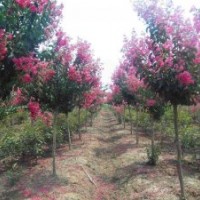 紅花紫薇-紅花紫薇價(jià)格-紅花紫薇苗圃