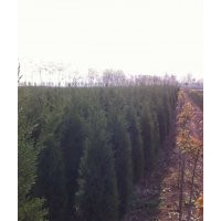 塔柏價(jià)格—綠化苗木塔柏價(jià)格—苗圃塔柏價(jià)格