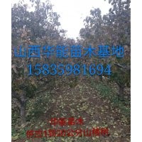 供應主桿型山楂樹 綠化用山楂樹 占地山楂樹 山楂占地苗山楂樹價