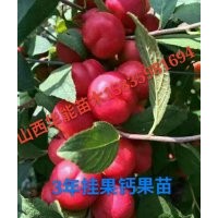 山西農(nóng)大鈣果苗 新疆哪里有鈣果苗出售 園葉鈣果苗 尖葉鈣果苗