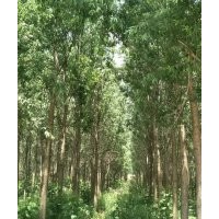 直柳6-7-8-9-10-12-15公分